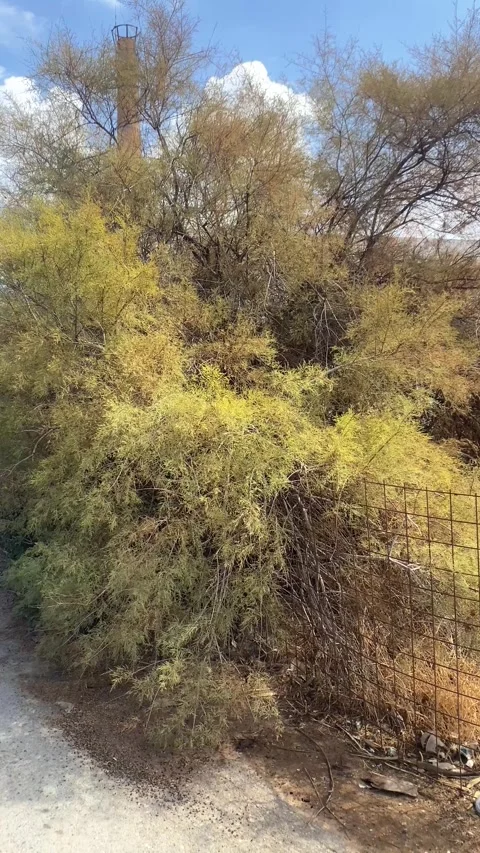 Shrub Tree. Sandy terrain. Summer. Vertical video Stock Footage 286229438
