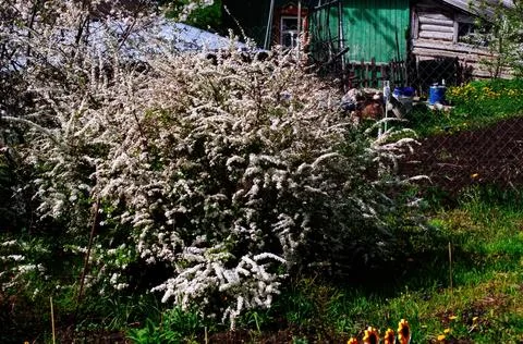 Shrub with white flowers spring Stock Photos