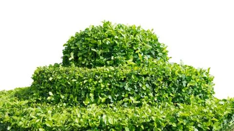 Shrub  on white Stock Photos