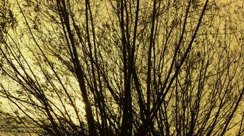 Shrub in winter Stock Footage 44953760