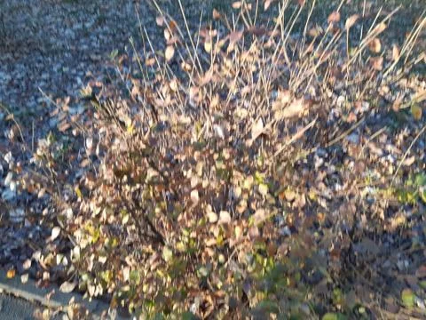 Shrub in the Winter Sun Stock Photos