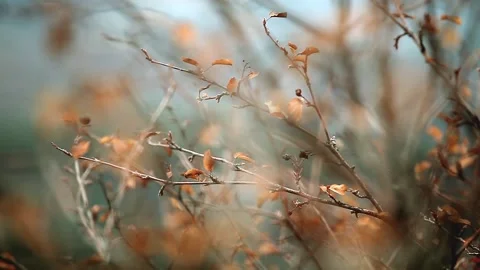Shrub with yellow leaves swaying in the wind. Concept autumn park Stock Footage 148198224