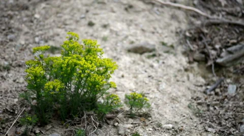 Shrub yellow rape Stock Footage 51382986