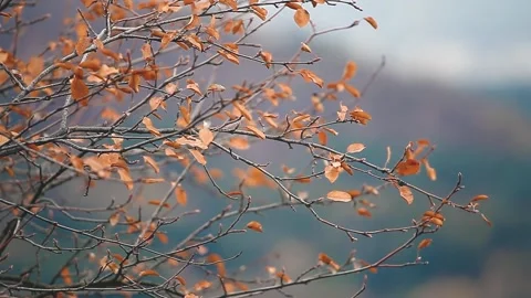 Shrub with yellowed leaves on the background of a mountain range. Stock Footage 153380272