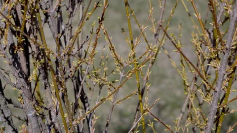 Shrub with young green buds Stock Footage 270972704