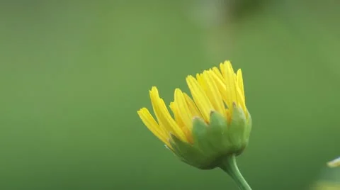 Shrubbery 1 Vídeos de archivo 22226194