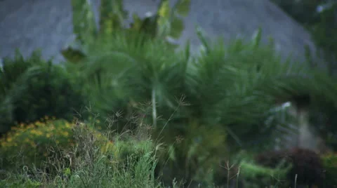 Shrubbery 2 Stock Footage 22226100