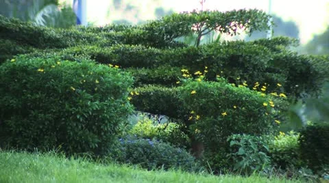 Shrubbery 3 Vídeos de archivo 22226018