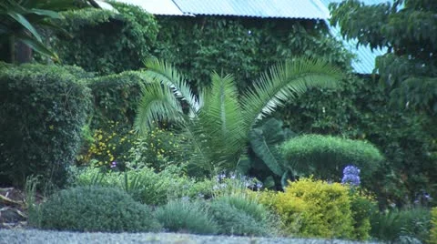 Shrubbery 4 Stock-Footage 22225906