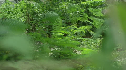 Shrubbery in an abandoned home Stock Footage 345126135