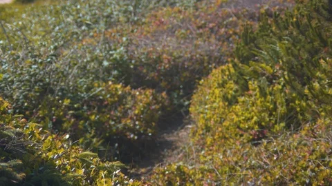 Shrubbery and a Path in the Wind Stock Footage 91014843