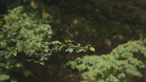 Shrubbery Blowing in the Breeze Stock Footage 93871031
