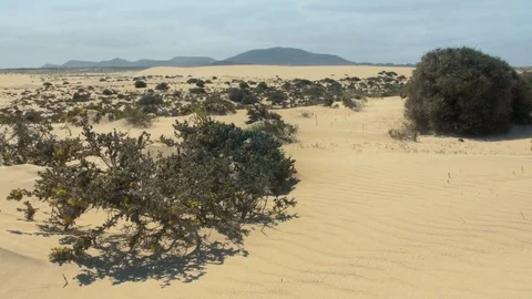 Shrubbery moving by wind on desert Video stock 76883160