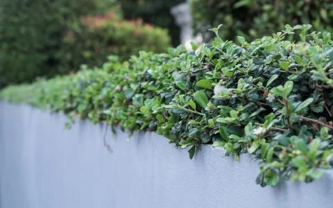 Shrubbery Stock Photos