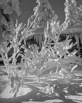 Shrubbery Snow Pattern, Canada Stock Photos
