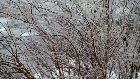 Shrubbery in winter, ice cover on tree branches after freezing rain. Stock Footage 222004177