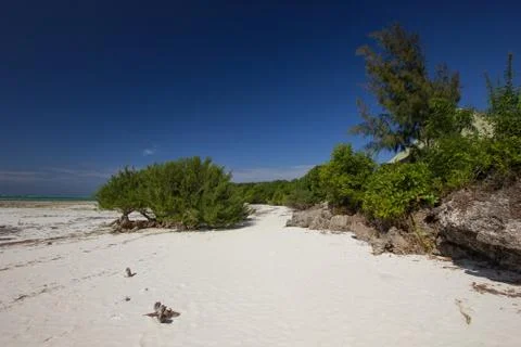 Shrubbery on a withe sand beach in Africa Stock Photos