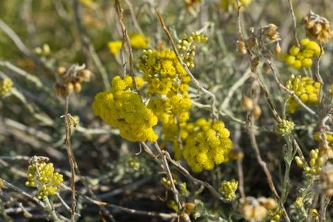 Shrubby everlasting Stock Photos