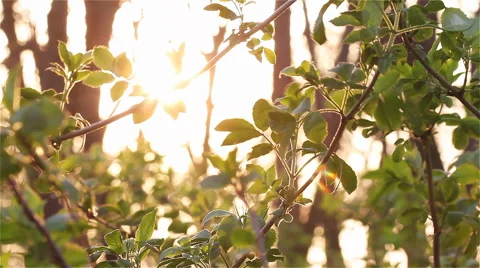 Shrubs among the trees 1 Stock Footage 58900305