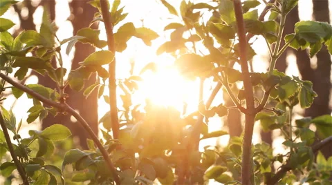 Shrubs among the trees Stock-Footage 58899923