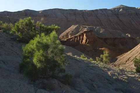 Shrubs and small trees in the sandy valley of the Altyn Emel Nature Reserve. 스톡 사진