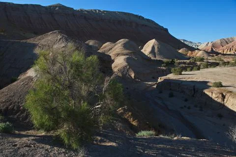 Shrubs and small trees in the sandy valley of the Altyn Emel Nature Reserve. Fotos de archivo