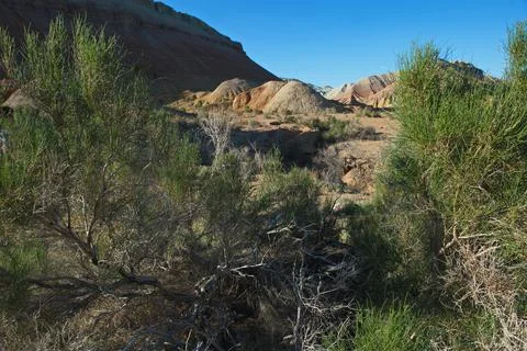 Shrubs and small trees in the sandy valley of the Altyn Emel Nature Reserve. 스톡 사진