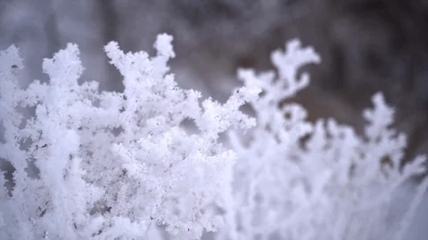 Shrubs and trees covered with white rime ice Stock Footage 122442476