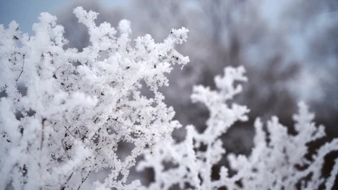 Shrubs and trees covered with white rime ice Stock Footage 122442503