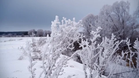 Shrubs and trees covered with white rime ice Stock Footage 122442522