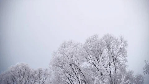 Shrubs and trees covered with white rime ice Stock Footage 122442550