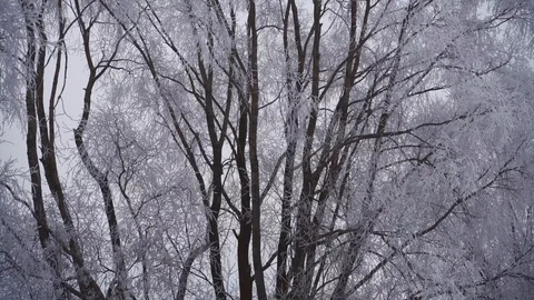 Shrubs and trees covered with white rime ice Stock Footage 122442574