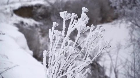 Shrubs and trees covered with white rime ice Stock Footage 122442809