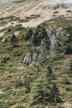 Shrubs and trees on the hillside Stock Photos