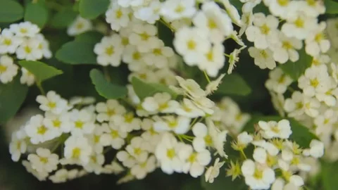 Shrubs and trees with white flowers in the park Stock Footage 71324488