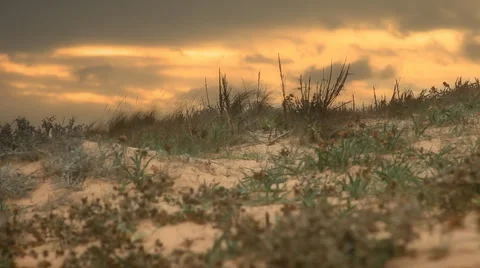 Shrubs at the beach Stock Footage 891476