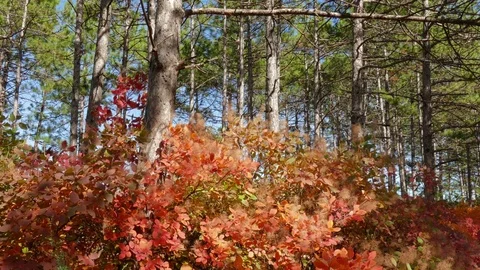   Shrubs with beautiful red leaves between pines Stock Footage 81205486