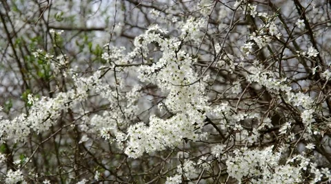 Shrubs bloom in spring Stock Footage 50425544