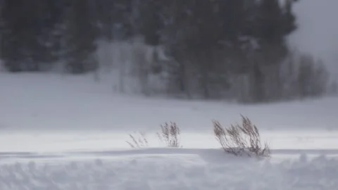 Shrubs Blowing with Snow Stock Footage 210980522