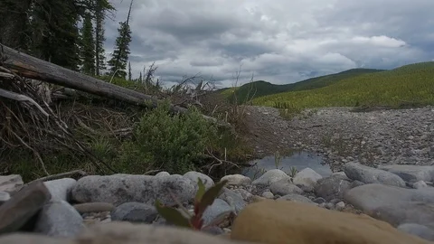 Shrubs Blowing in the Wind Stock Footage 91726448