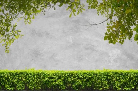 Shrubs with concrete background Stock Photos