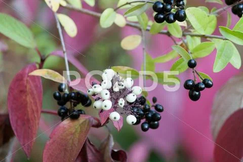 Shrubs in duet Stock Photos