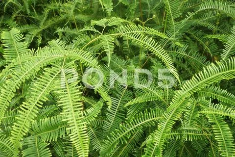 Shrubs fern Stock Photos