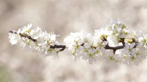 Shrubs Flowering Detail Stock Footage 32736643
