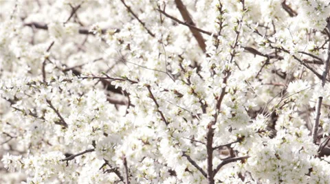 Shrubs Flowering Stock Footage 32737504