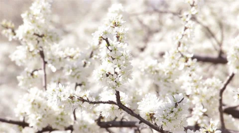 Shrubs Flowering Medium Stock Footage 32737010