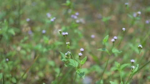 Shrubs 動画素材 252810437