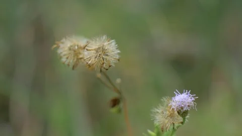 Shrubs Stock Footage 252812959