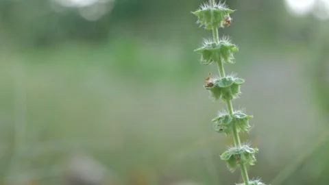 Shrubs Stock Footage 252812986