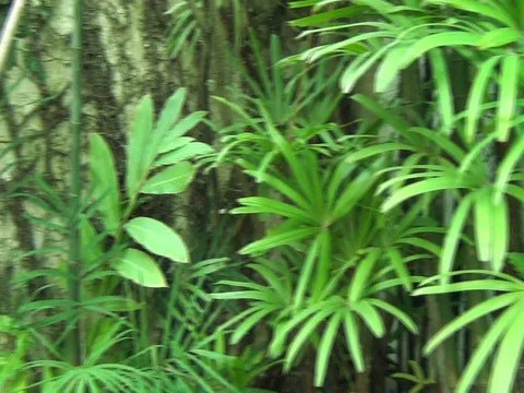 Shrubs in the garden Rolling View Stock Footage 98513244